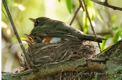 Robins Nest