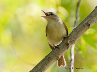 Warbling Vireo