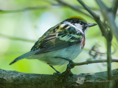 Chestnut-sided Warbler