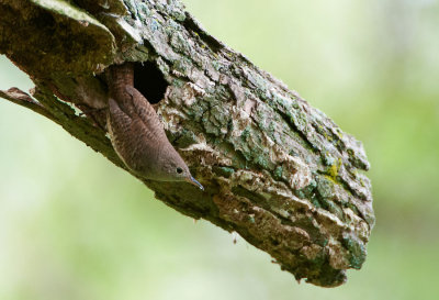 Nesting House Wren