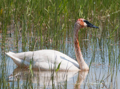 Tundra Swan