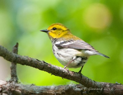 Black-throated Green Warbler