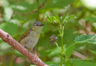 Tennessee Warbler