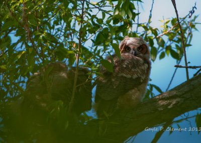 Great Horned Owlets