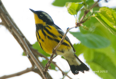 Magnolia Warbler