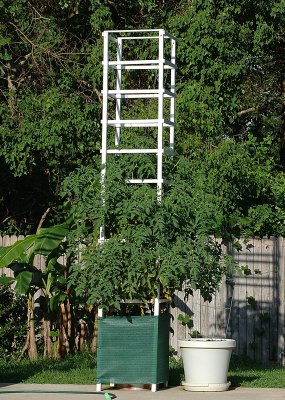 Cage 2.jpg