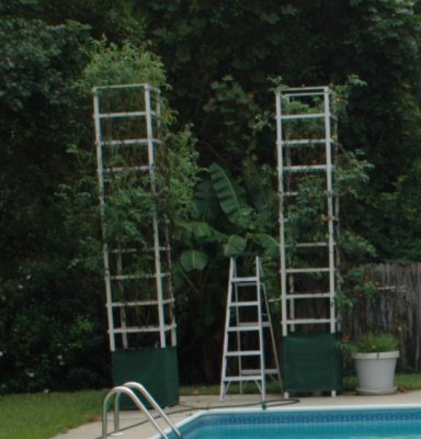Tall crop.jpg