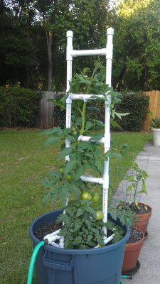 tomatoes