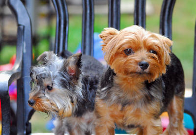 dogs
