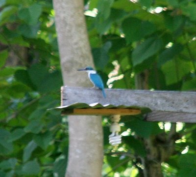 the blue kingfisher (never got a close-up!)