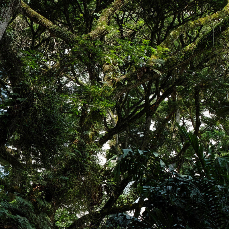 Pine Grove Cropped