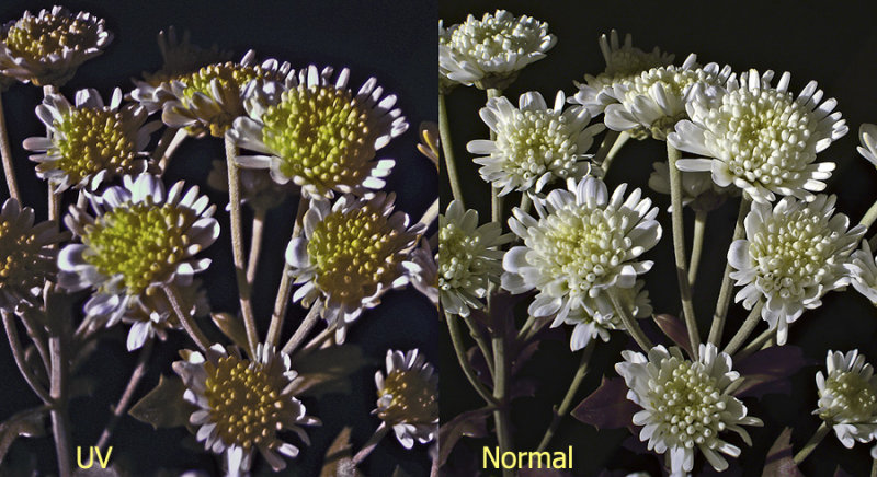 White Chrysanthemum