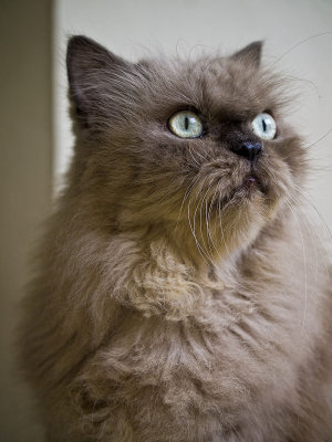 Puffy
