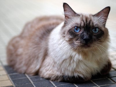Keiko