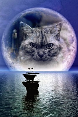 Cat In The Moon
