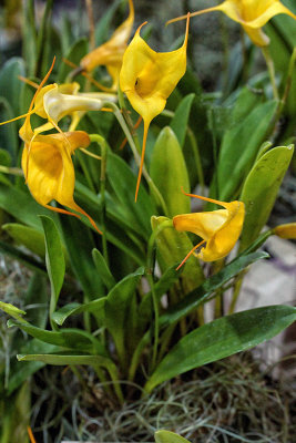 Masdevallia hoosie