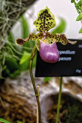 Paphiopedilum dayanum