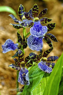 Zygopetalum Big Country 'Birdsville' x Hamelwellsara Aussie Quest 'Sinbad'