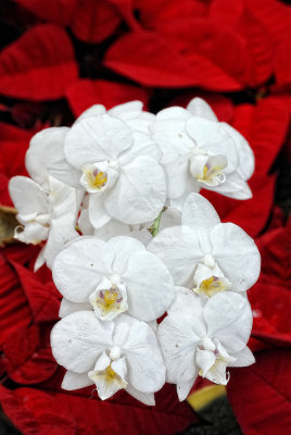 Phalaenopsis01m.jpg