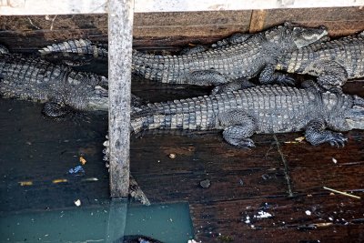 Crocodiles reared at floating platform