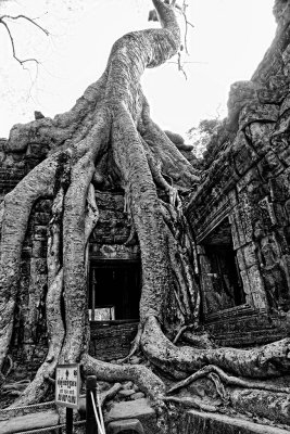 Ta Prohm
