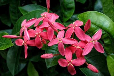 Ixora