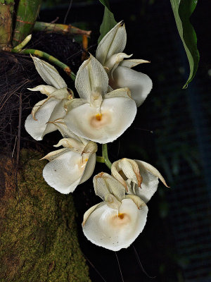 Catasetum pileatum