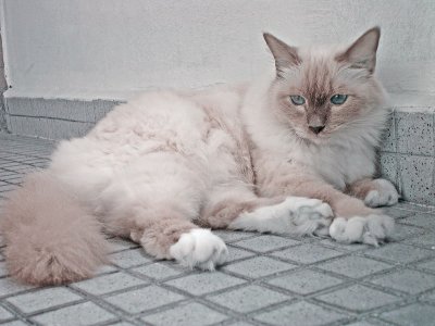Cats