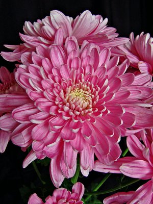 Chrysanthemum 02