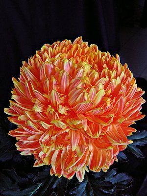 Chrysanthemum 03