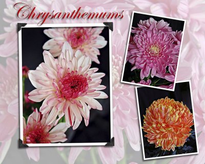 Chrysanthemums