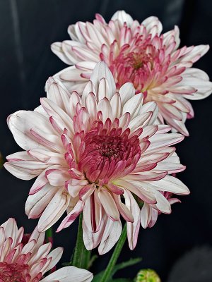 Chrysanthemum 05
