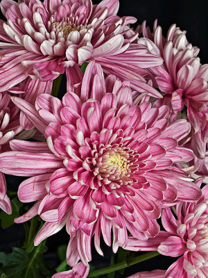 Chrysanthemum 06