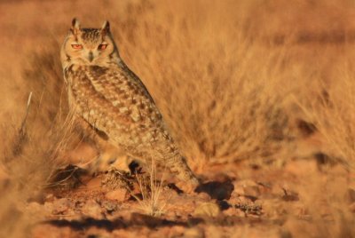 Pharoa or Desert Eagle Owl - Bubo (bubo) scalaphus - Buho Real del desierto - Duc del desert