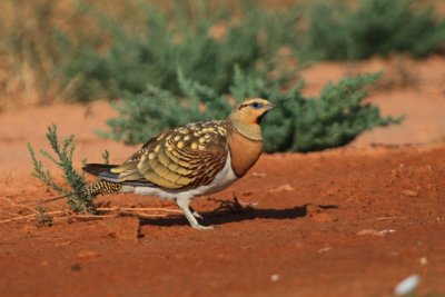 Pintail Sandgrouse - Gangas - Pterocles alchata