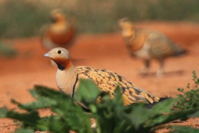 Black-bellied Sandgrouse - Pterocles orientalis - Xurra - Ganga Ortega