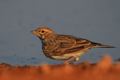 Lesser Short toed Lark - Calandrella rufescens - Terrerola rogenca - Terrera marismea