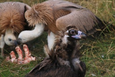 Black Vulture