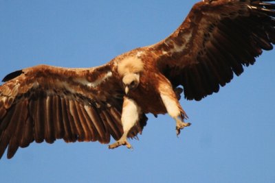 Griffon vulture