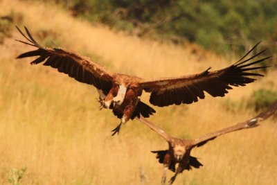 Griffon vulture