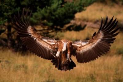 Griffon vulture with the wings open