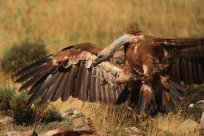 Griffon vulture landing