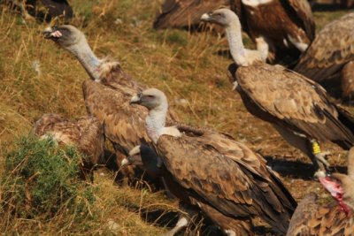 Griffon vulture eating