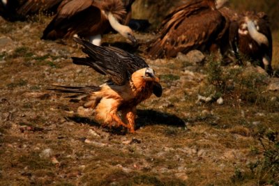 Lammergeier after a bath