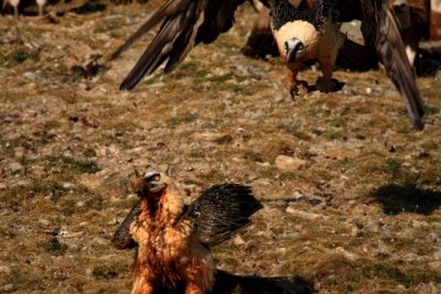 lammergeier eating bones and carrying them