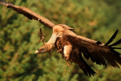 Landing griffon vulture