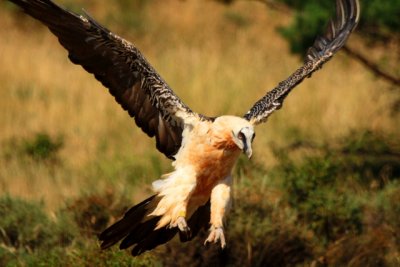 Lammergeier - Gypaetus barbatus - Bone breaker Quebrantahuesos - Trencals