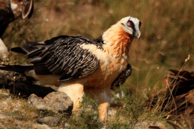 Birding in Spain - Best Birding Sites in Spain - Wildlife Photography