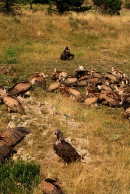 two black vulture in a group of Griffons