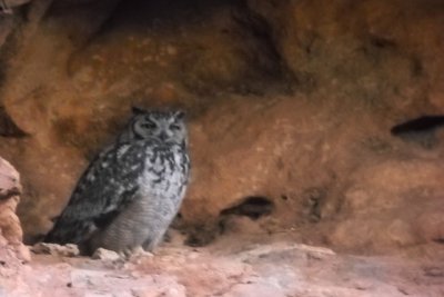 Desert eagle Owl